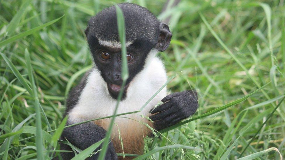 Baby Diana monkey