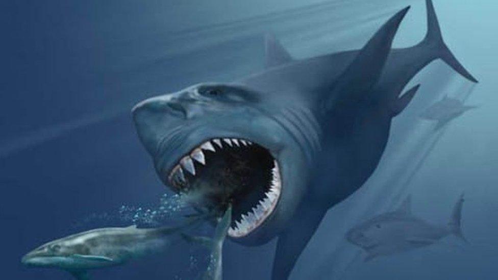 Artist's impression of a megalodon