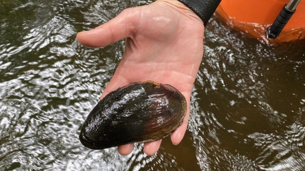 A freshwater pearl mussel