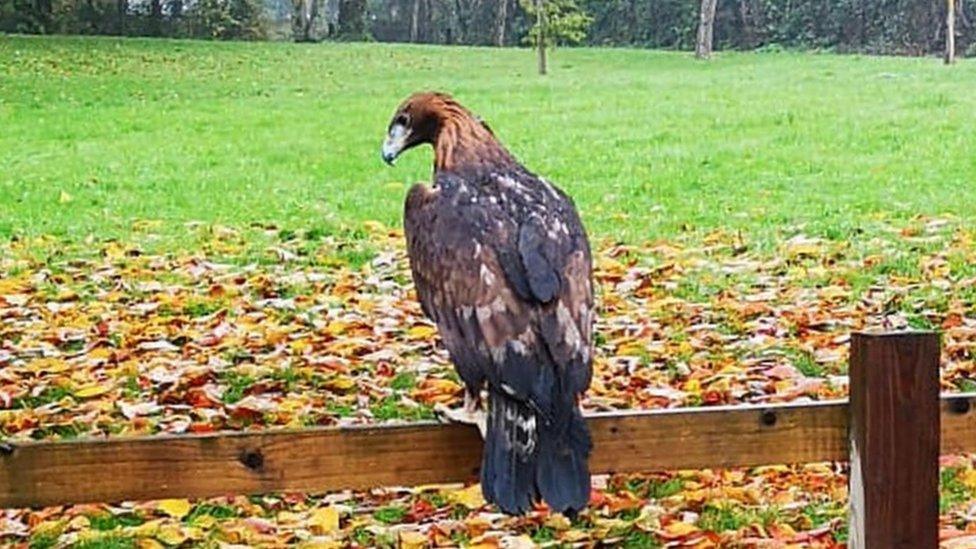 The 13-year-old bird, named Apollo, has since been claimed by its owner