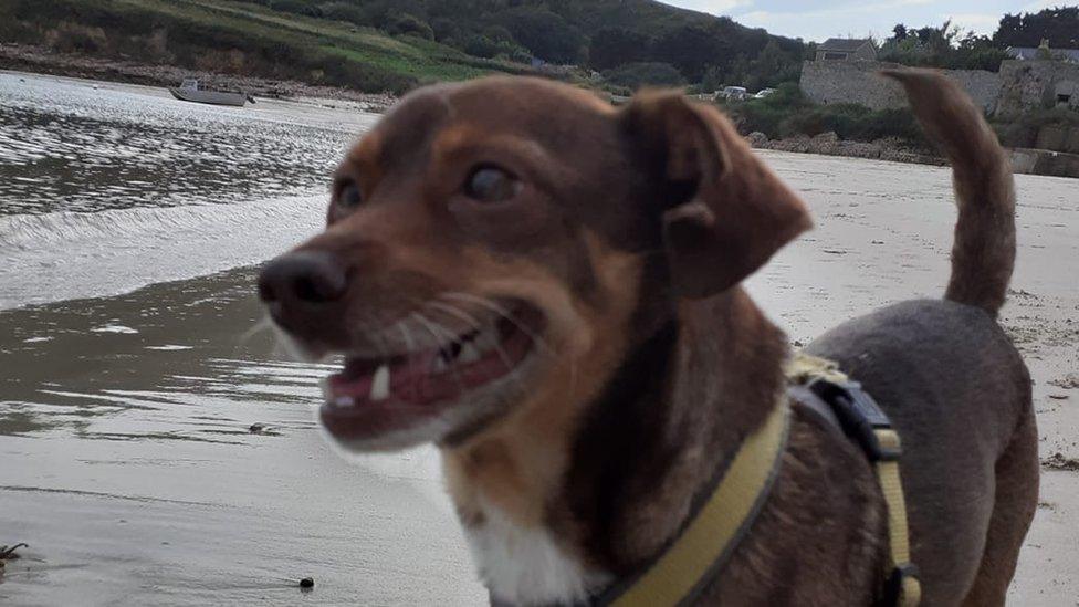 Oskar on a beach