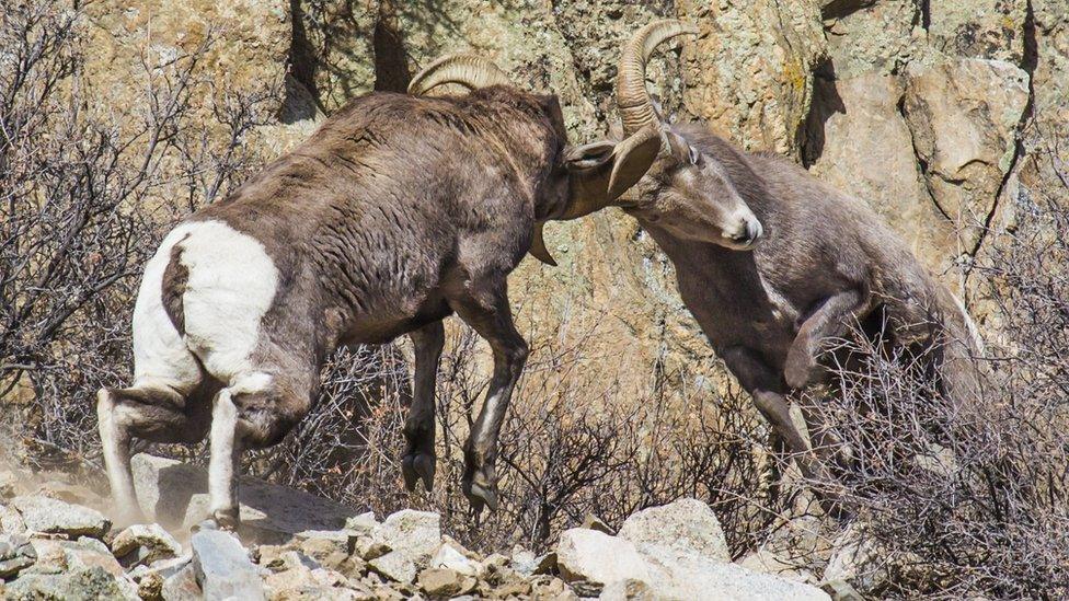 Headbutting goats