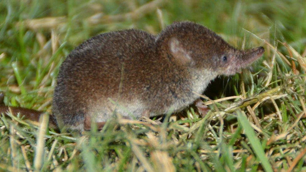 A shrew