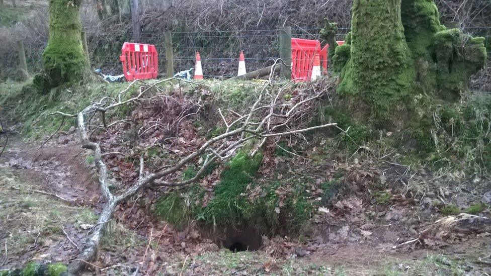 Badger sett entrance