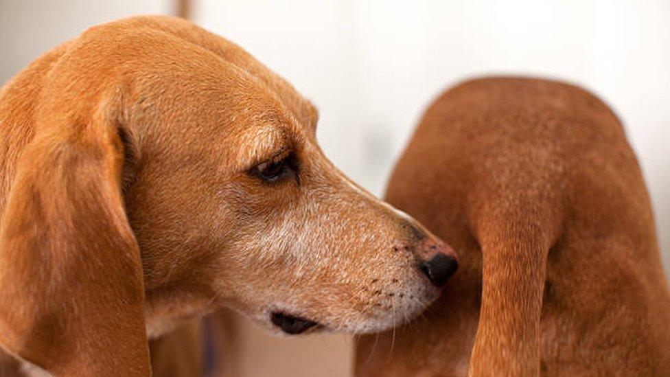 A close up of a dog smelling an other dog's bottom