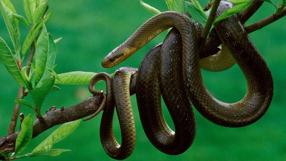 Aesculapian snake (elaphe longissima)