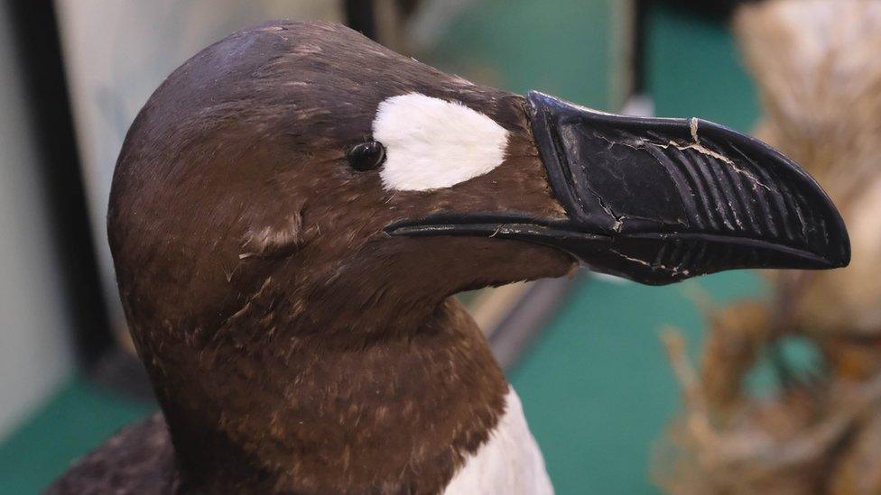 Replica great auk