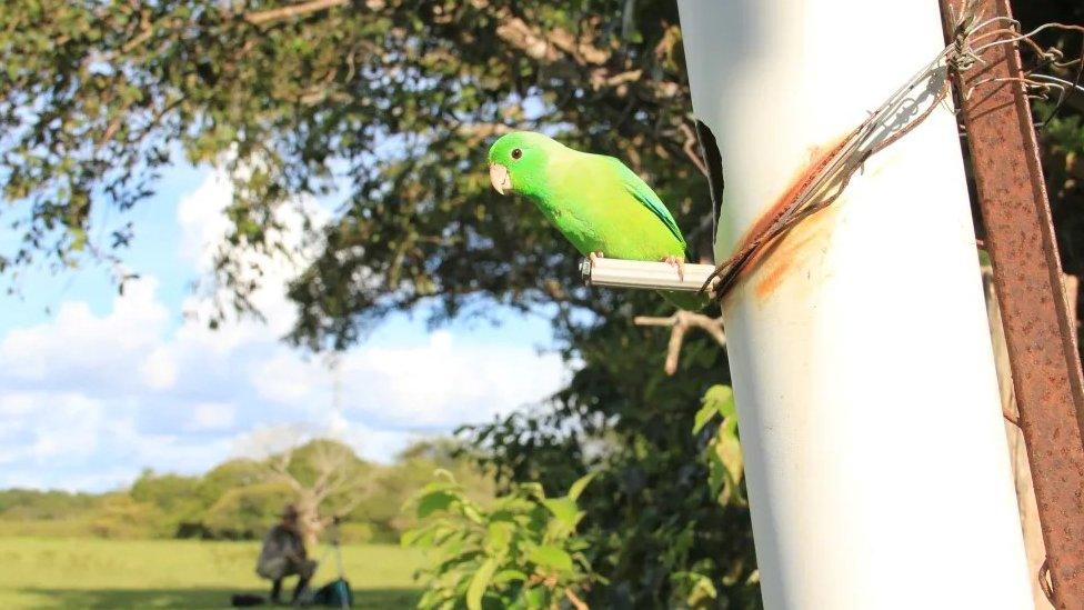 Wild green-rumped baby parrots