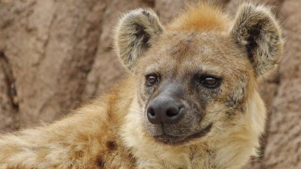ジャパニーズ・ウェッサイ CD 6枚セット OZROSAURUS HYENA Hyenas catch covid in world first at in Denver zoo - BBC Newsround