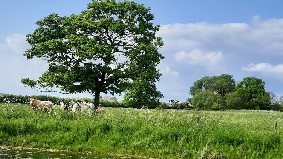 A field behind a river or pond with white cows grazing on green grass under the shade of a lop-sided tree, Bedwell Hey Farm near Ely.