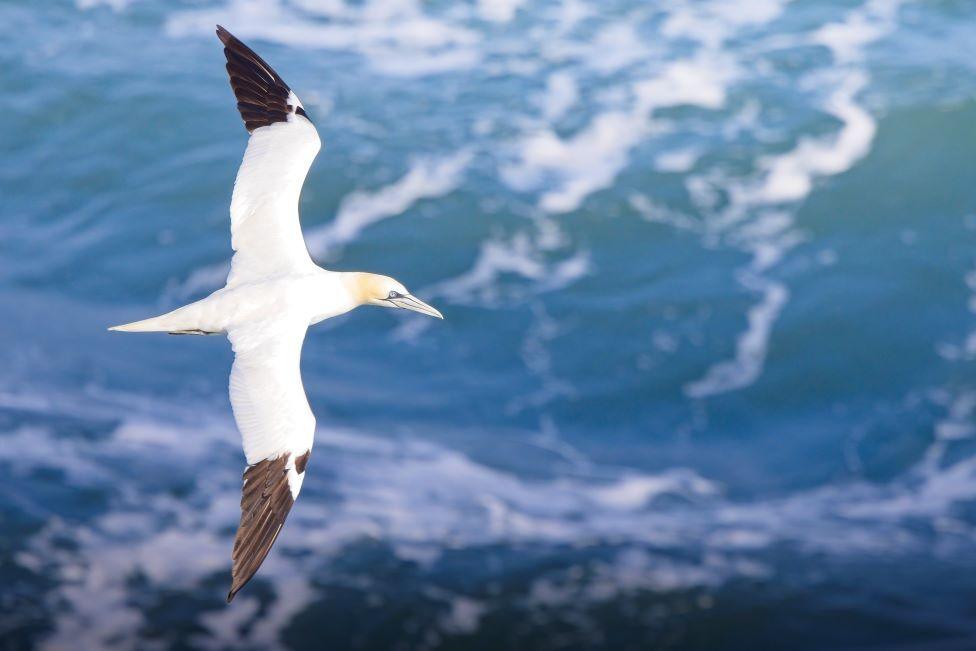 Gannet in flight, with the sea below