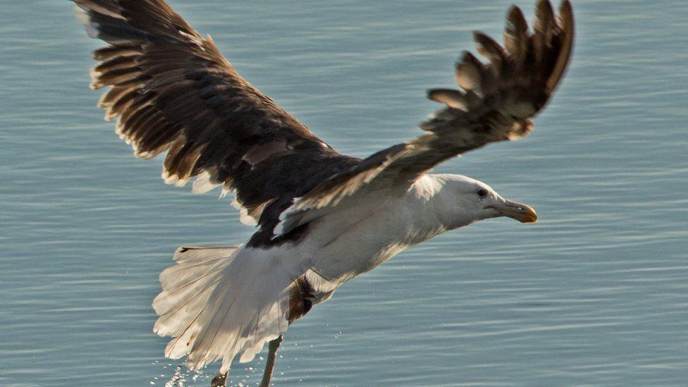 A kelp gull in flight at Grafham Water in 2022