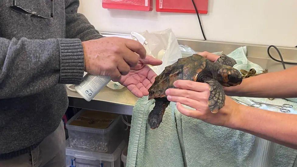 A pair of hands holds the turtle while a second pair of hands holds a spray bottle pointed at it. There is a stainless steel worktop in the background with a green towel and other supplies on it.