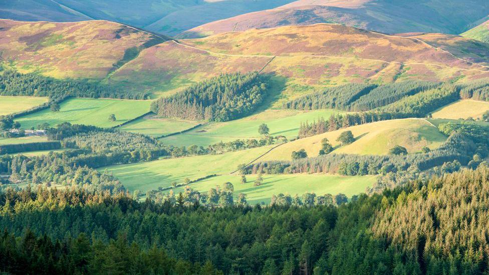 Tweed Valley trees