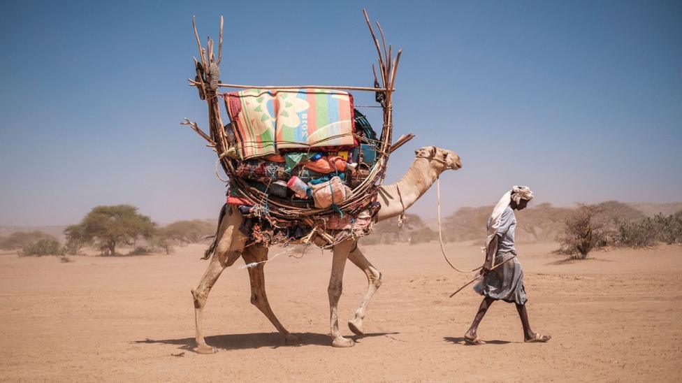 Even camels can't cope: Africa's ships of the desert hit by rising temperatures