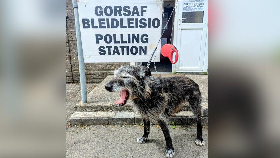 Billy, a Bedlington-Whippet cross rescue yawning