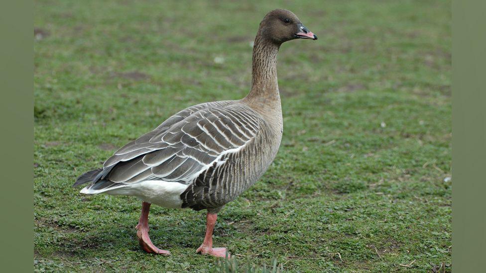 A close up of a pink-footed goose which has pink feet and light brown and white feathers