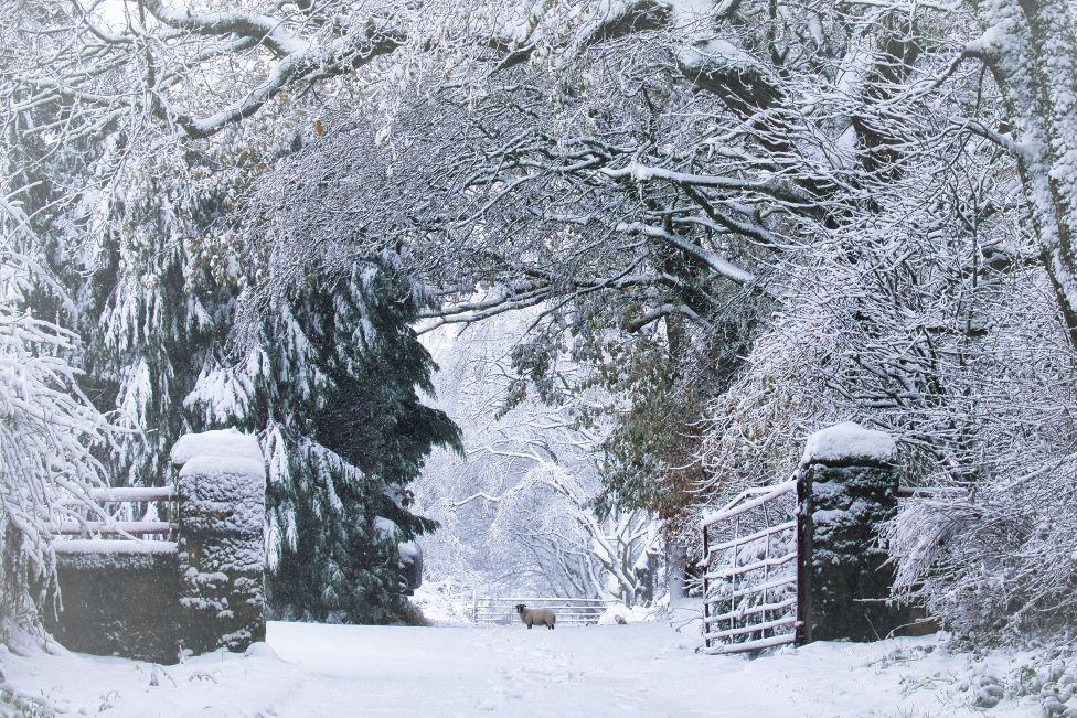 A sheep in the distance on a snow covered track, with snow-covered trees dominating the scene, as well as a snow-covered open gate.