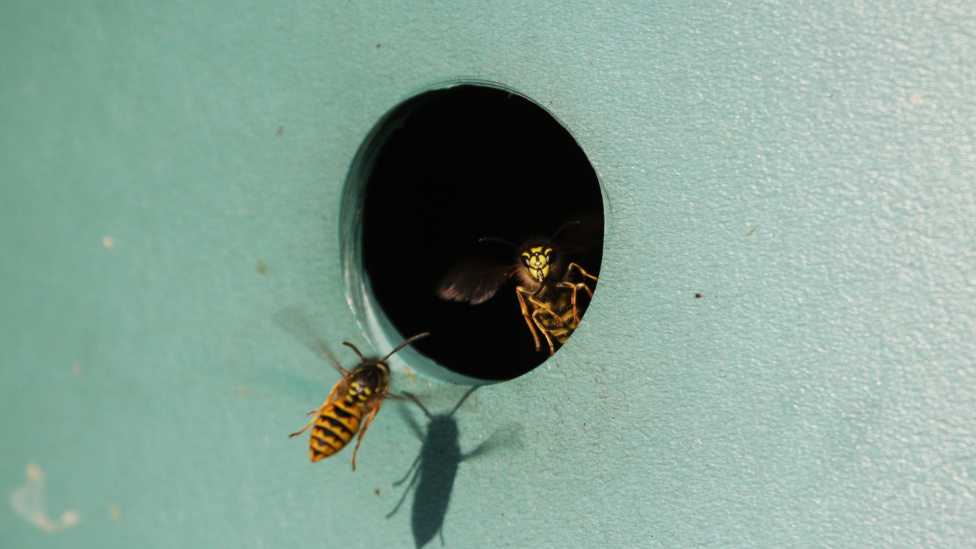 Two wasps at the entrance to a nesting box