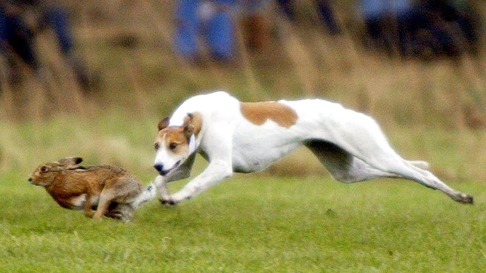Generic image of a white greyhound chasing a hare across a field