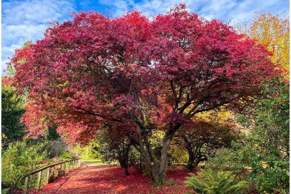 A huge big red leaved tree dominates the picture. There are red leaves littered all over the ground underneath and it is set against a blue sky.