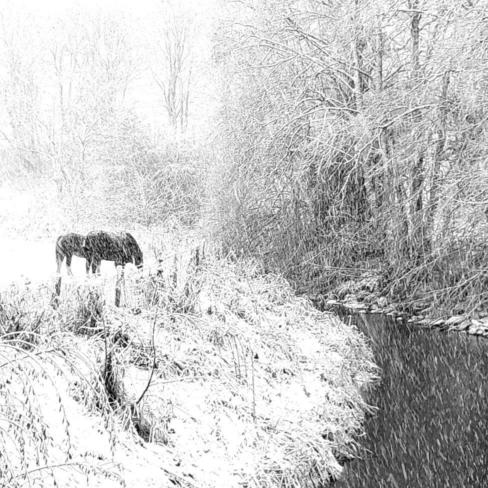 Two dark horses in a snow-covered field next to a stream, with trees also covered in snow.