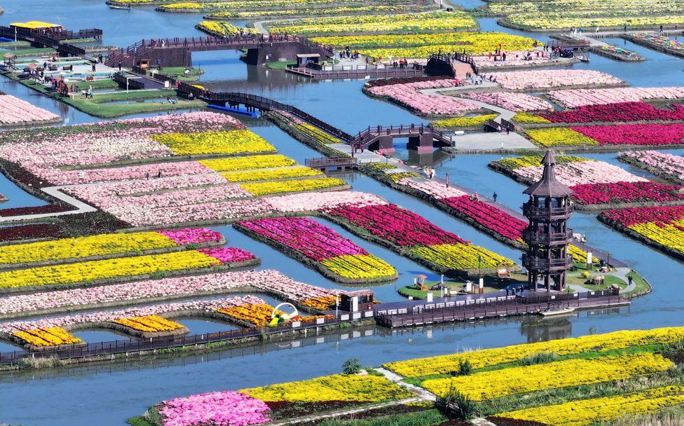 Chrysanthemums unfold, golden petals catch the light, near tall pagoda 
