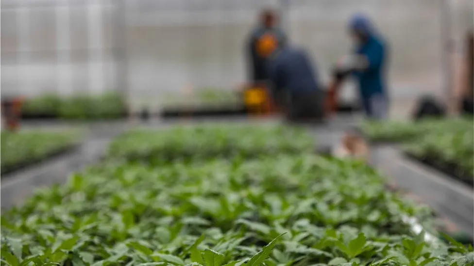 Crops in a farm being picked by an anonymous group of workers