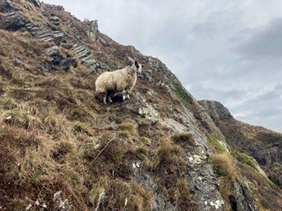 A lone sheep sits on an outcrop of the south-west Scotland coast among moss, grass and a rocky headland against a grey sky