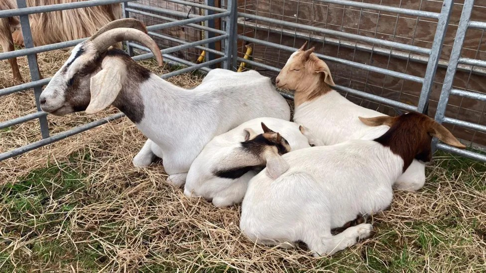 Four goats in a pen cuddling up together on straw