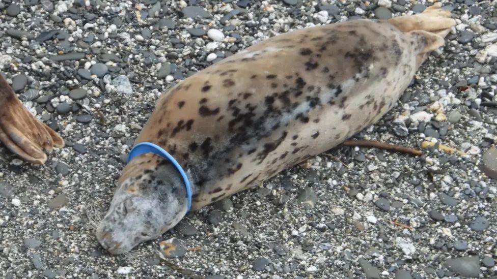 A grey seal on a pebble beach with a blue plastic ring around its neck.