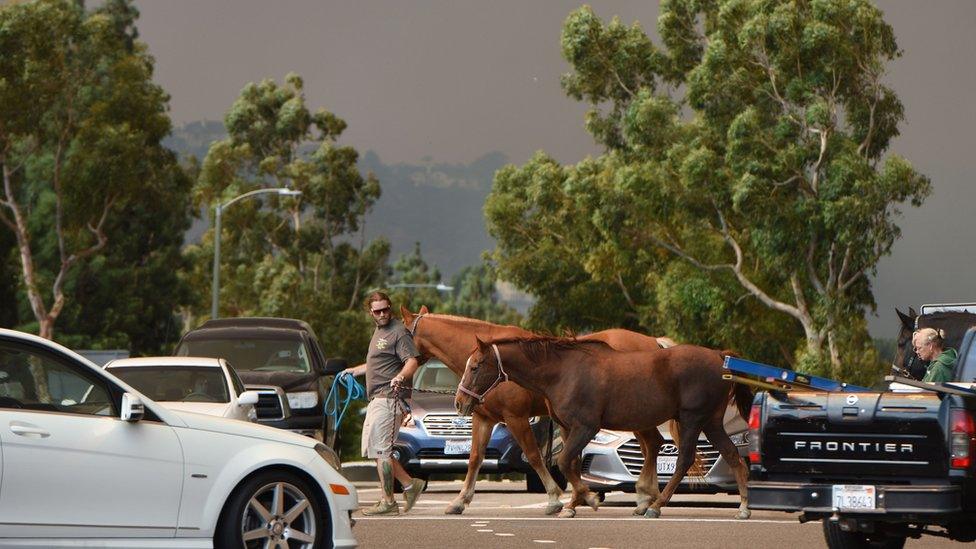 Man leading horses away