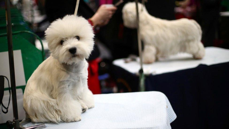 A West Highland White Terrier waits to be groomed during the third day of the Crufts Dog Show in Birmingham