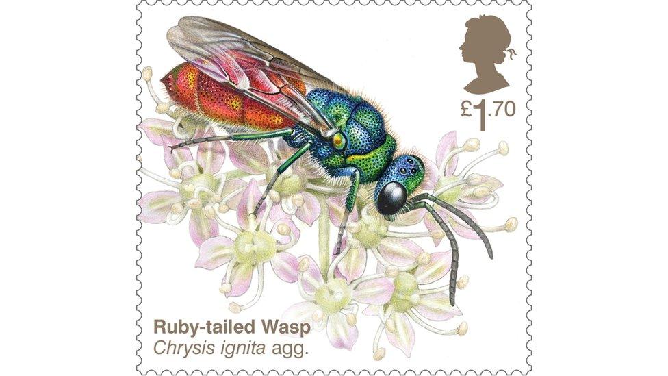 Ruby-tailed Wasp