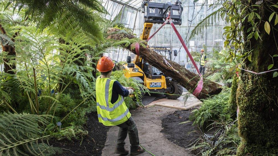 Tree fern