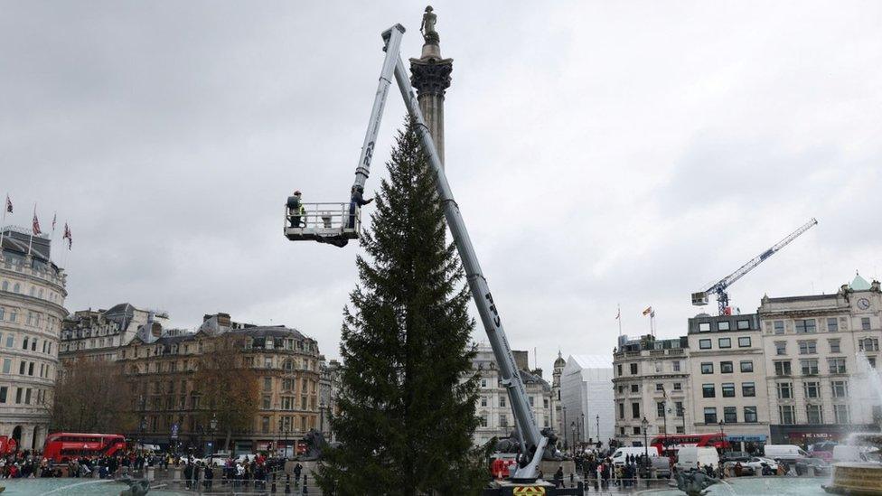 Trafalgar Square tree