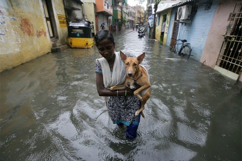 A woman carries a dog as she wades through a water-logged neighbourhood during rains in Chennai, India, November 1, 2017