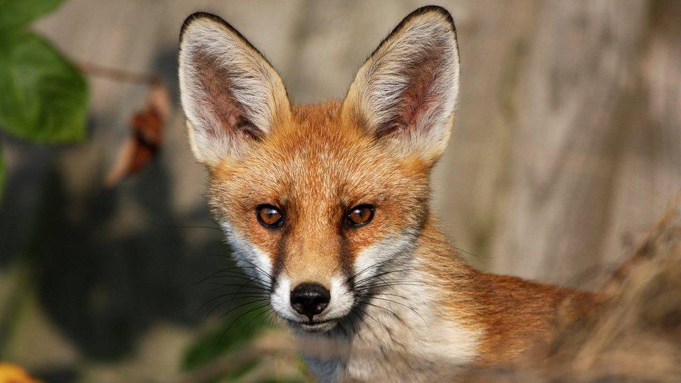 Fox