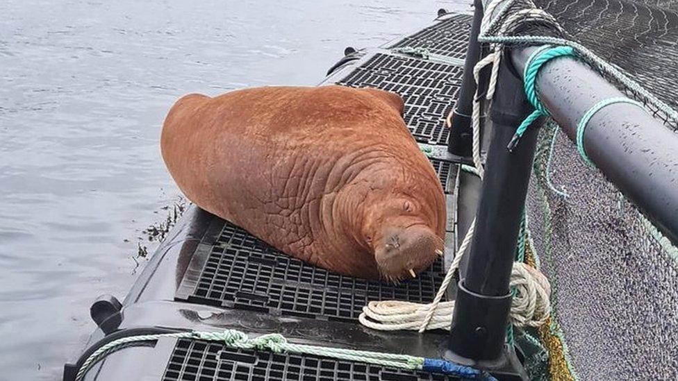 Walrus in Shetland