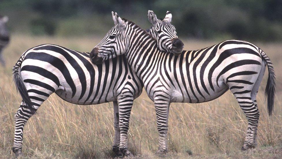 zebras