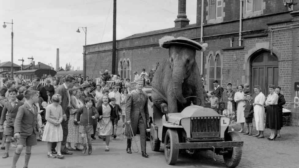 Circus elephant in a custom-made car, date unknown