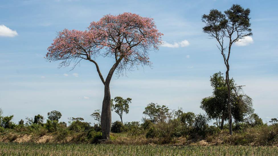 Trees in Manitoba colony