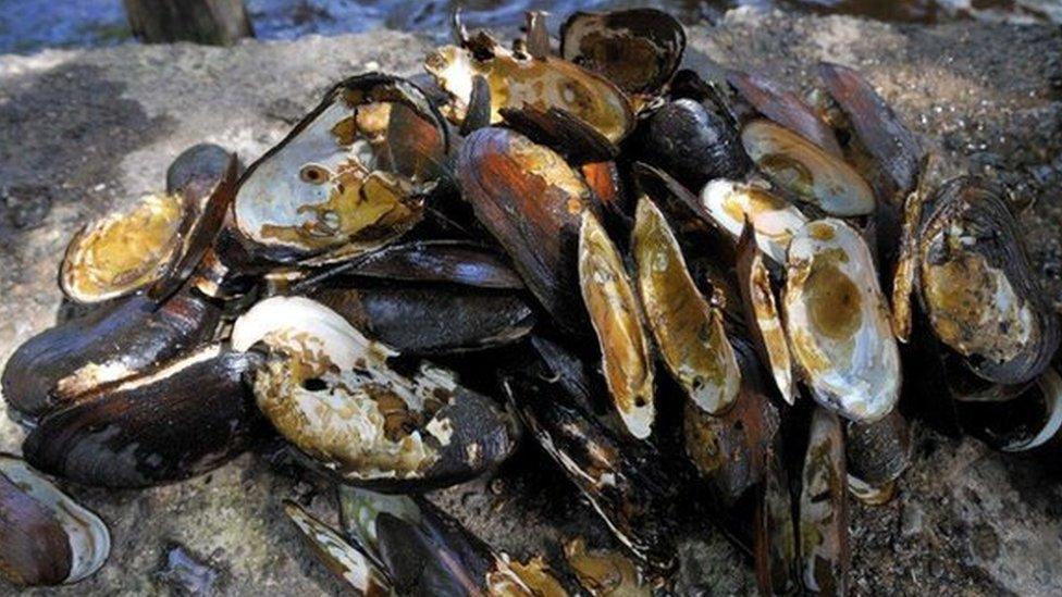 Illegally poached pearl mussels