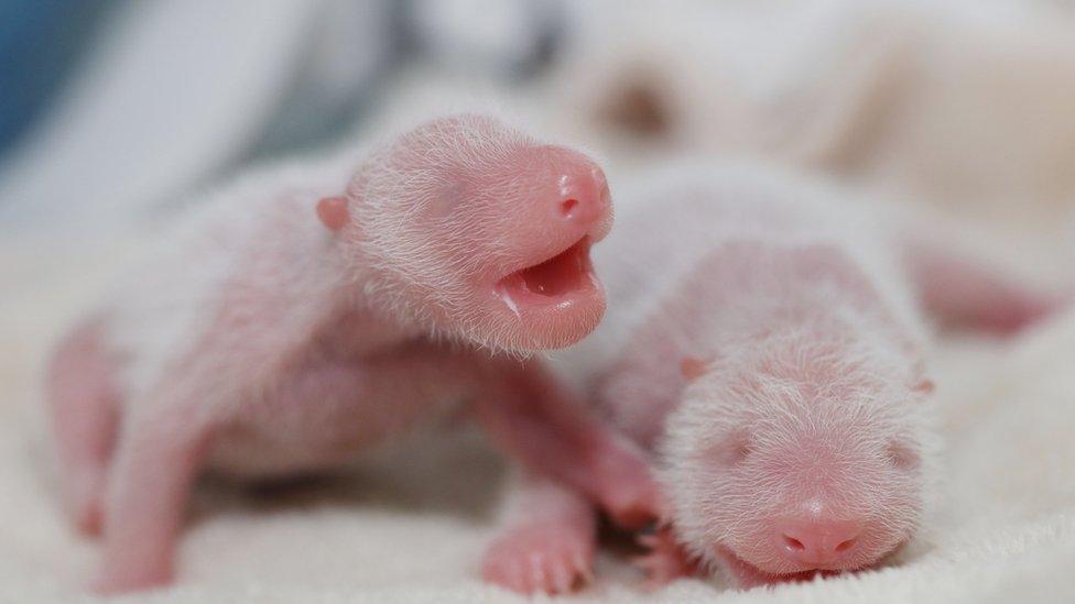 Baby giant panda twins climbing beside each other.