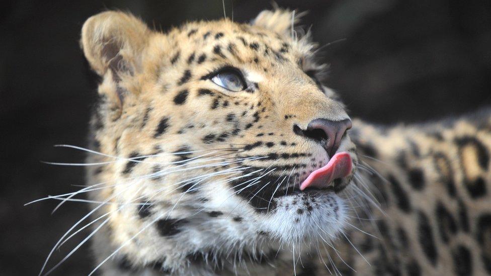 Amur leopard Arina