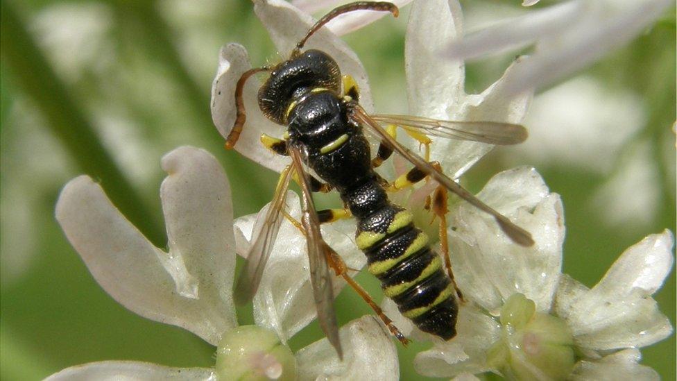 Five-banded weevil wasp