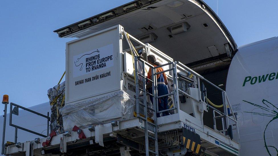 Rhino crates are loaded onto a plane