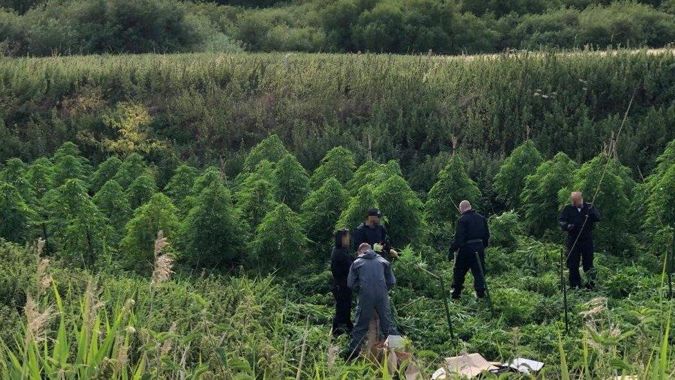 A cannabis farm in Tring