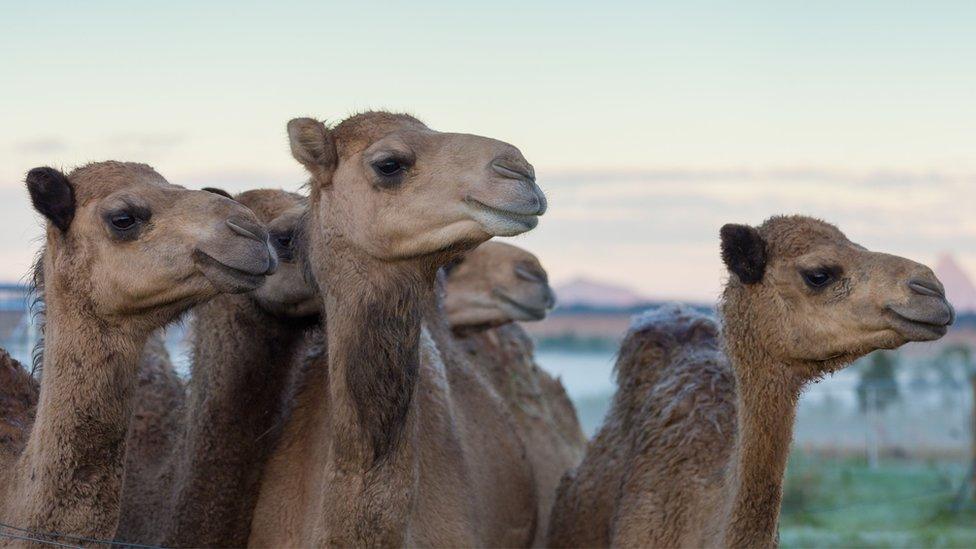 Camels at QCamel's farm