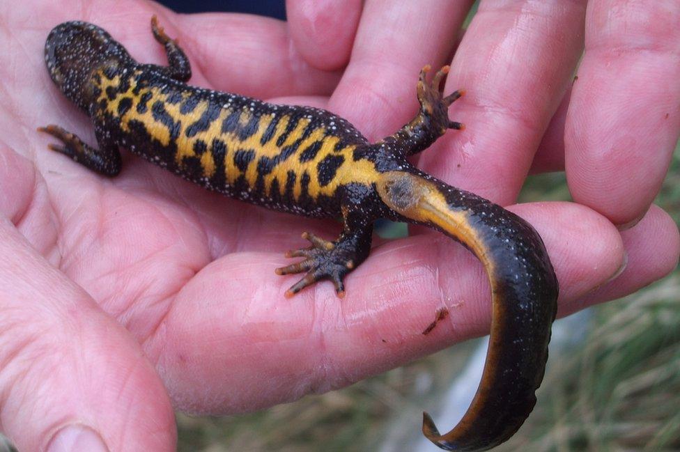 Great crested newt